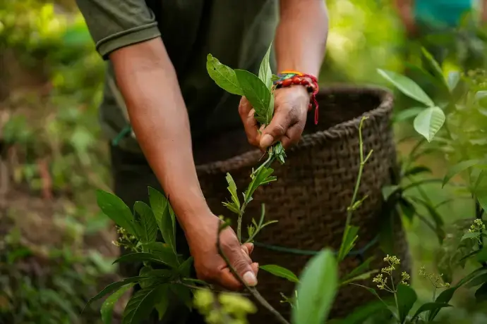 Responsibly sourced amazonian ingredients Responsibly sourced amazonian ingredients